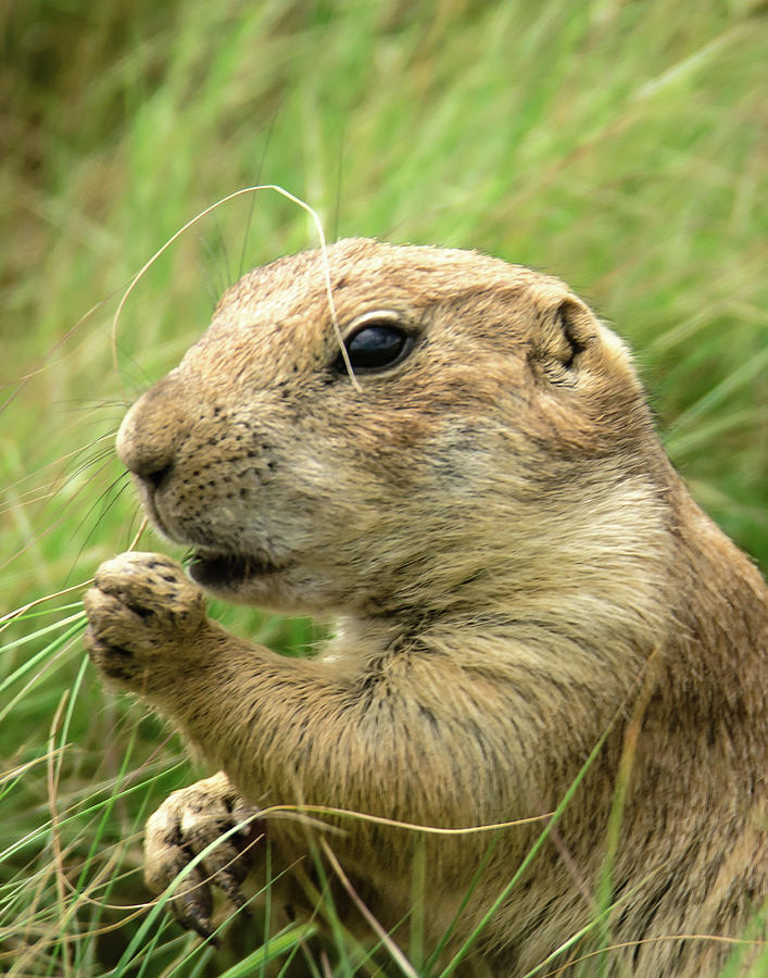 High On Grass Photograph by Steve Marler - Fine Art America