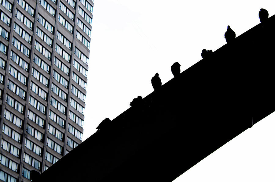 High Rise Photograph by Jean Gill