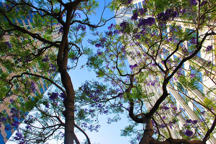 City Photograph - High Rises Through Purple Blossoms by Matt Quest