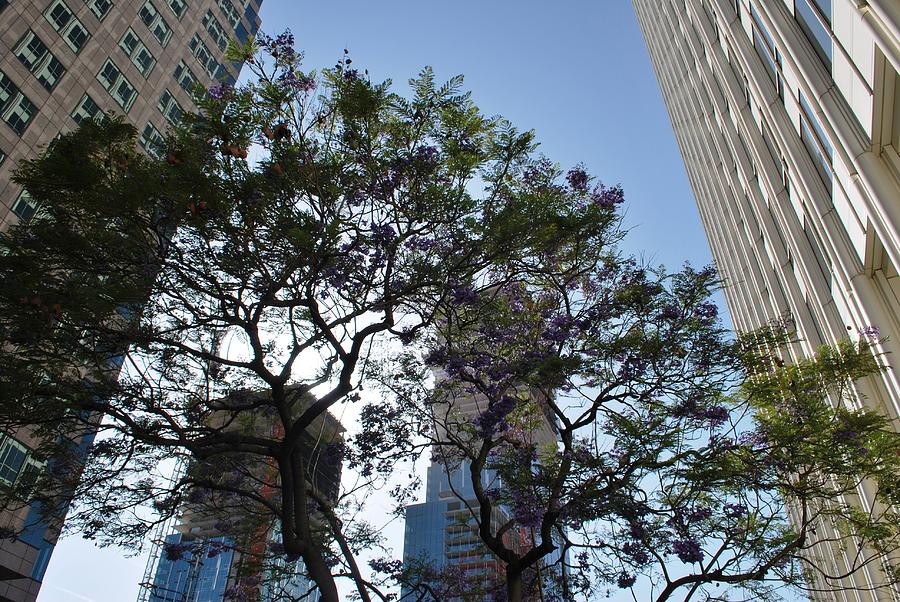 City Photograph - High Rises Through the Trees by Matt Quest