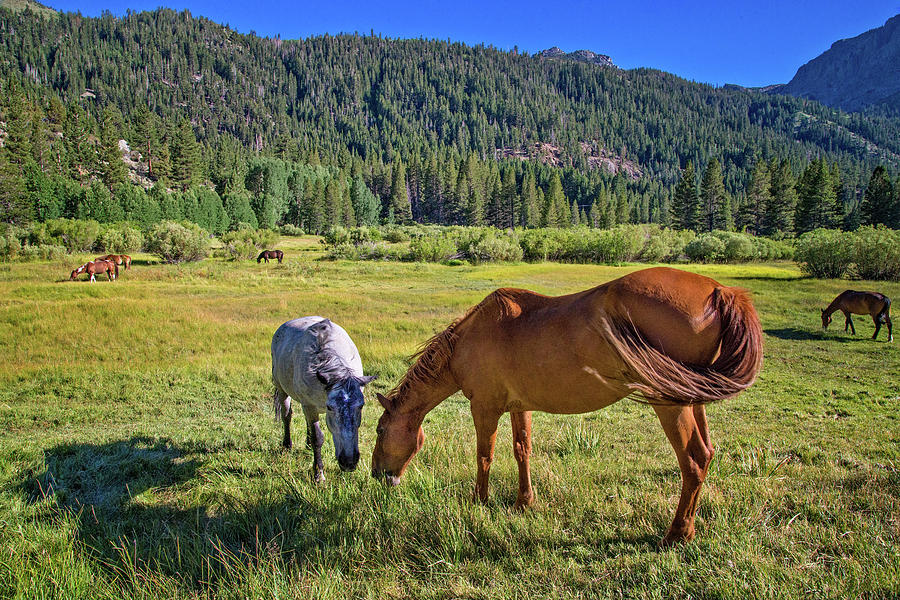 High Sierra Horses Photograph by Lynn Bauer