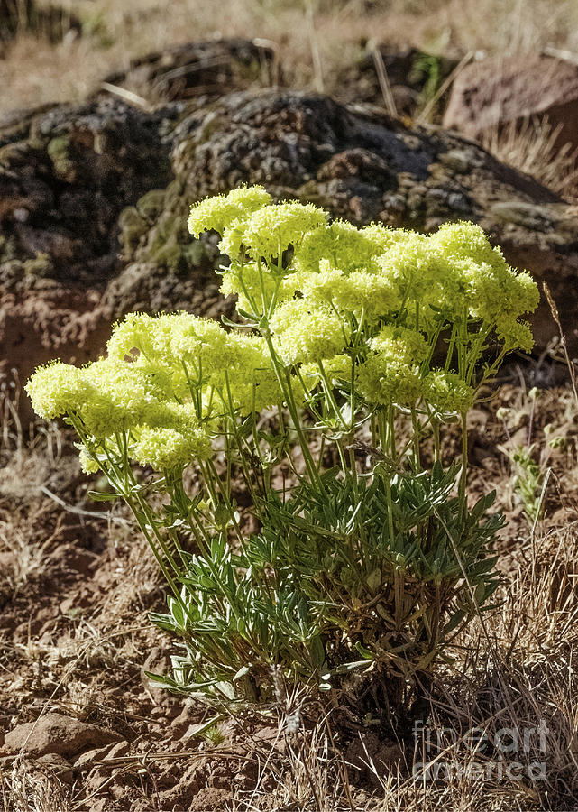 High Sierra Nevada Desert Bouquet Photograph by Mellissa Ray