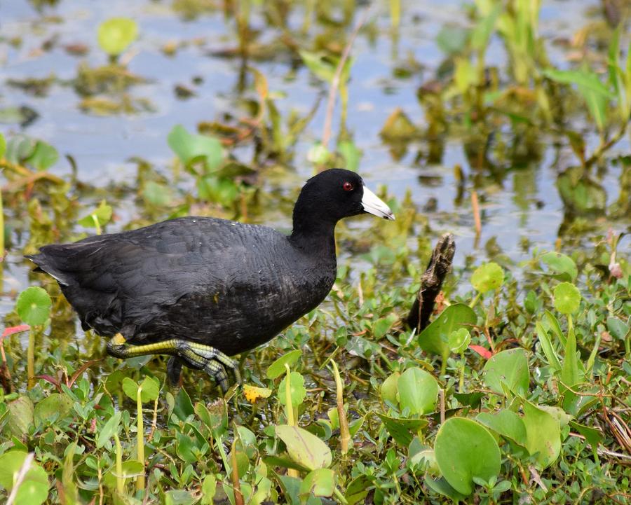 High Stepping American Coot Photograph by Sheri McLeroy