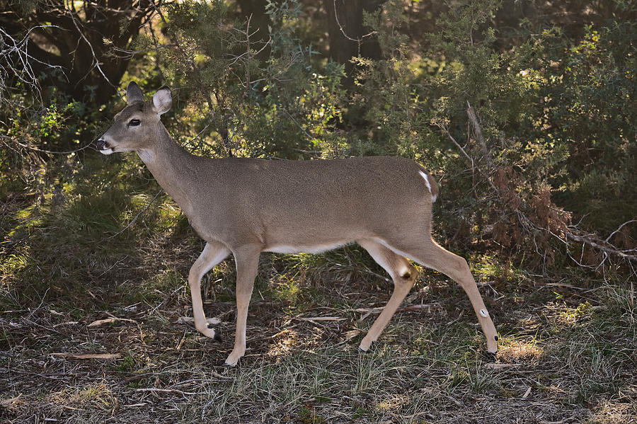 Deer Photograph - High Stepping by Robert Brown