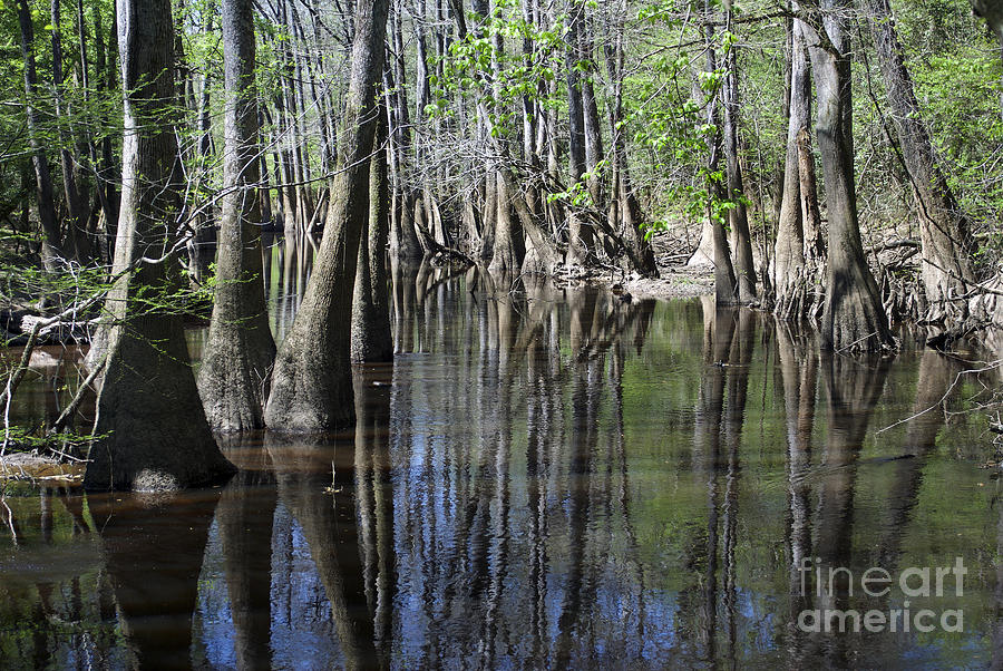 High Water Low Swamp Photograph by Skip Willits