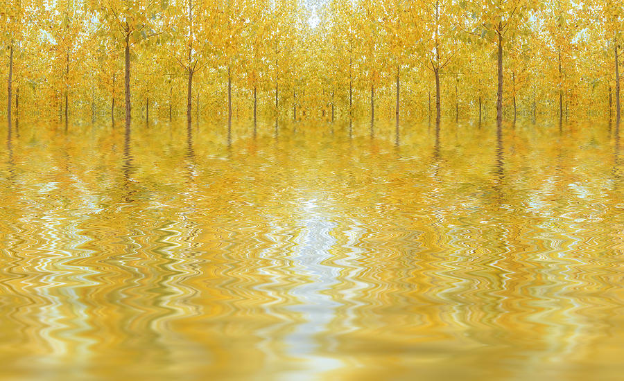 High Water On The Poplars Photograph