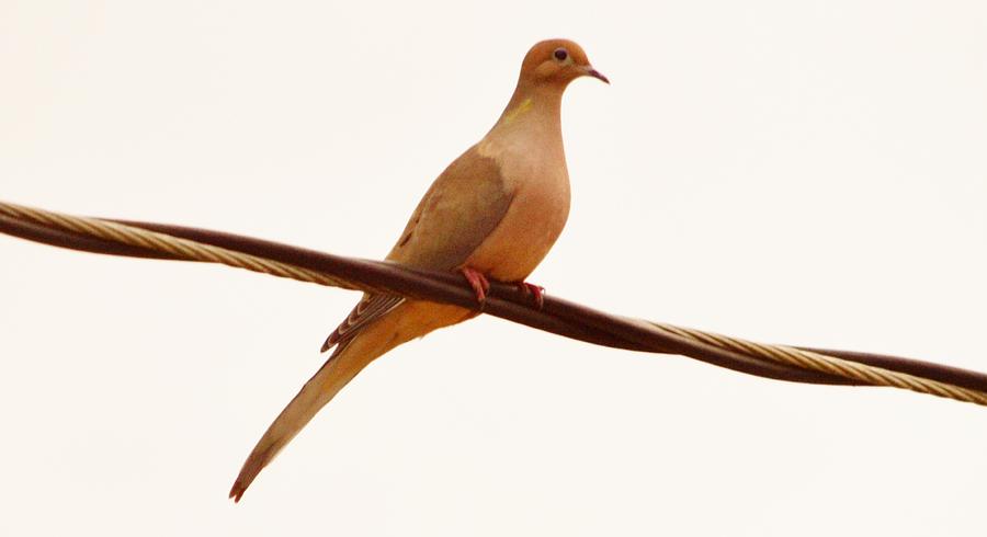 High Wire Dove-Not Pigeon Photograph by Eileen Brymer