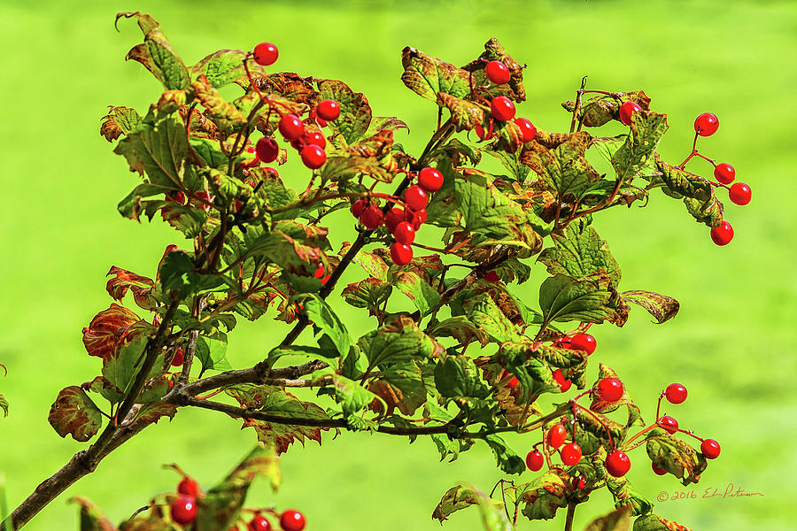 Highbush Cranberries Photograph by Ed Peterson
