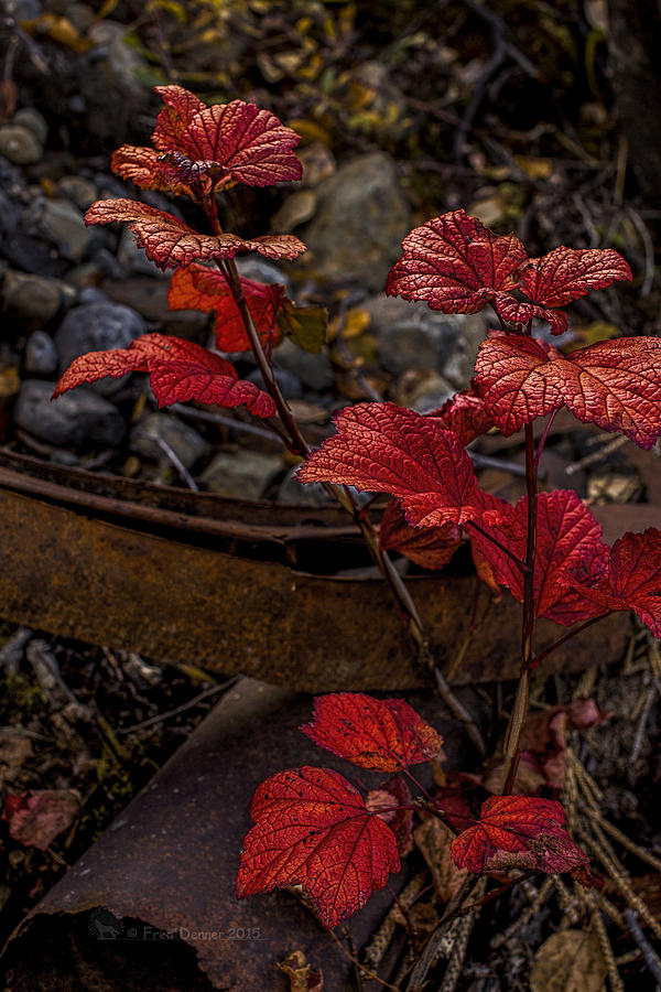 Highbush Cranberry Leaves Photograph by Fred Denner