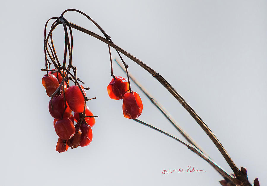 Highbush Cranberry Minimal Photograph by Ed Peterson