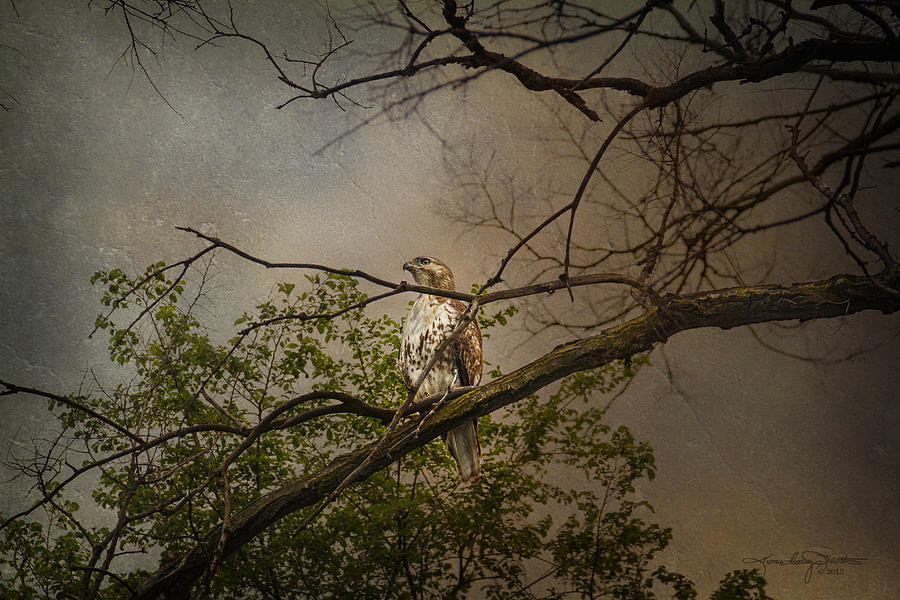 Hawk Photograph - Higher Perspective by Karen Casey-Smith