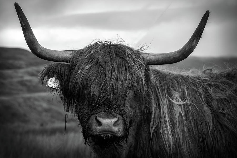 Highland Bull Photograph by Andrew Chittock - Fine Art America