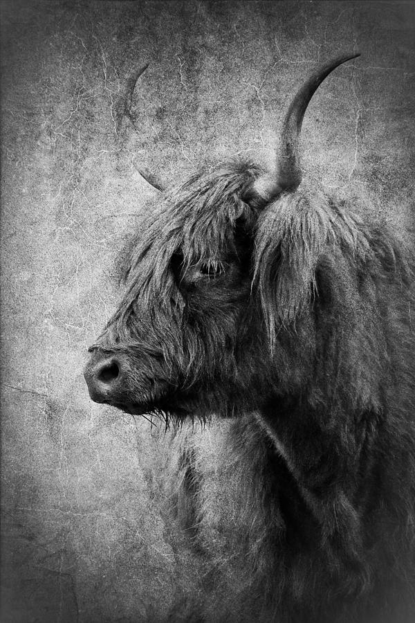 Highland Bull BW Photograph by Athena Mckinzie