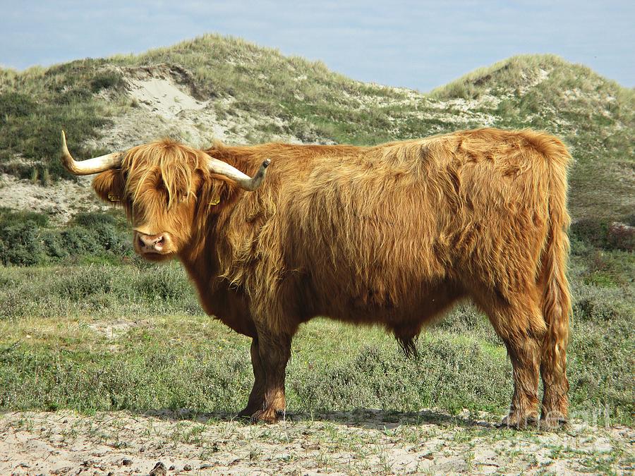 Highland bull in the Noordhollandse duinreservaat Photograph by Chani Demuijlder