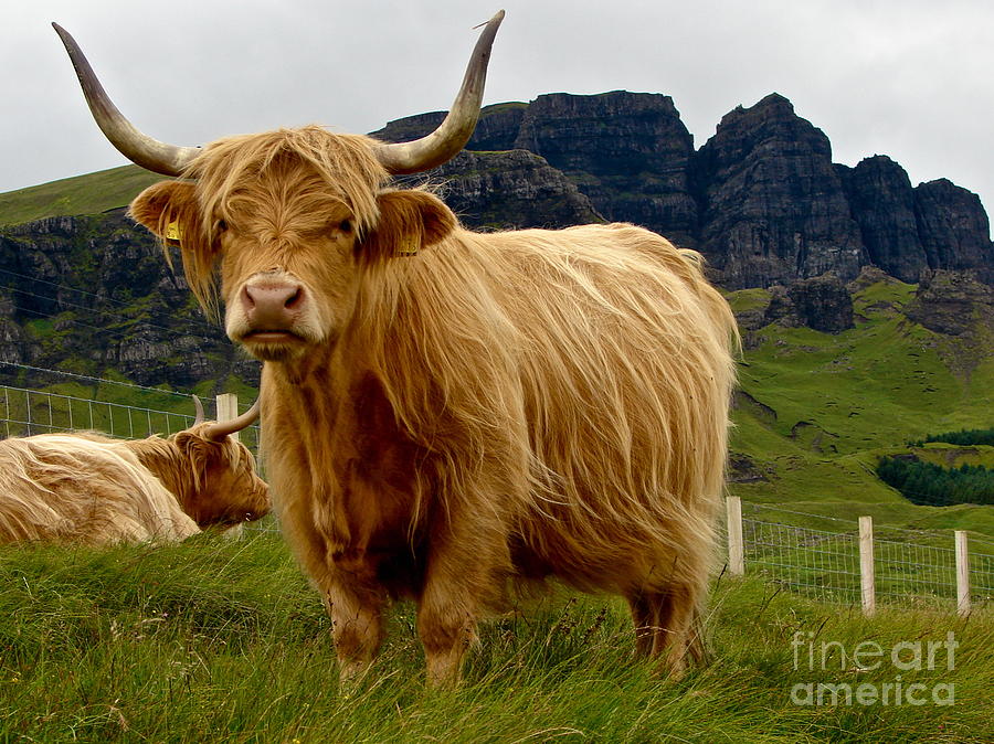 Mountain Photograph - Highland Bull by Mike Mann