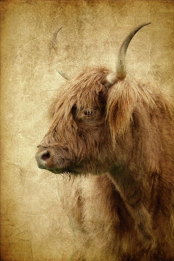 Highland Bull Paint Photograph by Athena Mckinzie