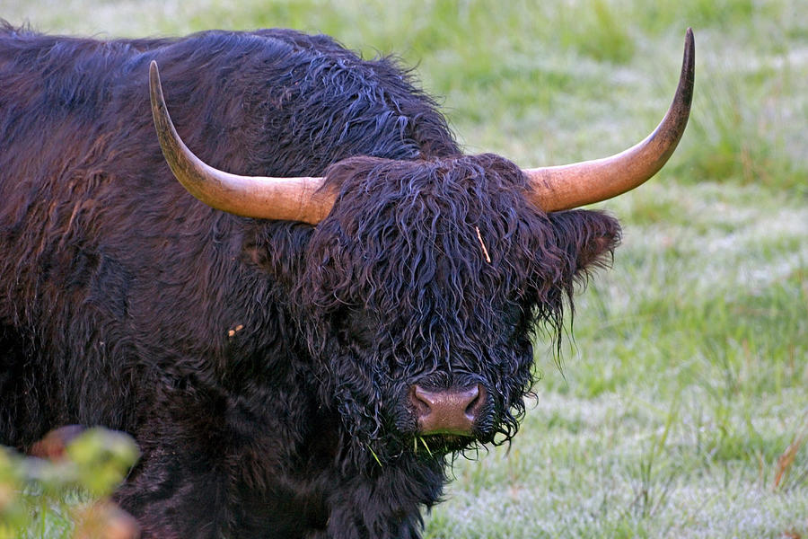 Highland Bull Photograph by Randall Ingalls - Fine Art America