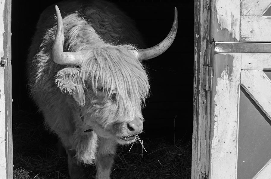 Highland Bull Photograph by Susan McMenamin