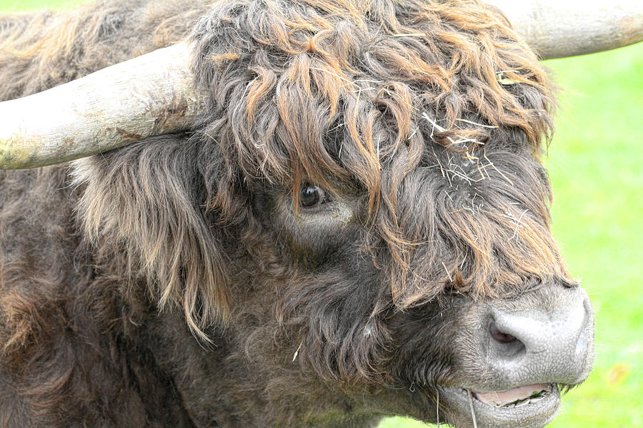 Highland Bull up Close Photograph by Steve McKinzie