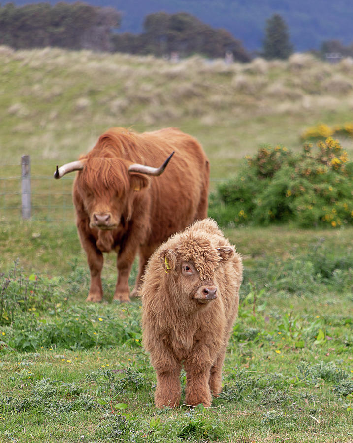 Highland Calf and Mom Photograph by Teresa Wilson