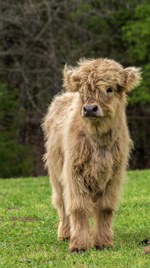Highland Calf Photograph by Holly Ross