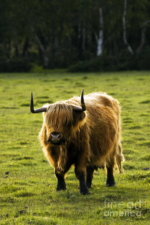 Cow Photograph - Highland Cattle by Ang El
