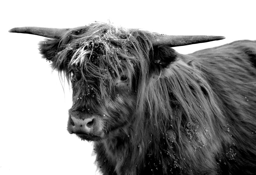 Highland Cattle B Ghidhealach Photograph by Nathan Abbott