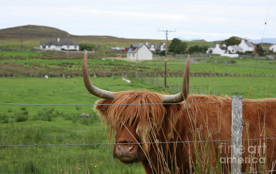 Landscape Photograph - Highland Cattle  by Chuck Kuhn
