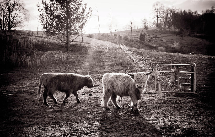 Highland Cattle Photograph by Cynthia Wolfe