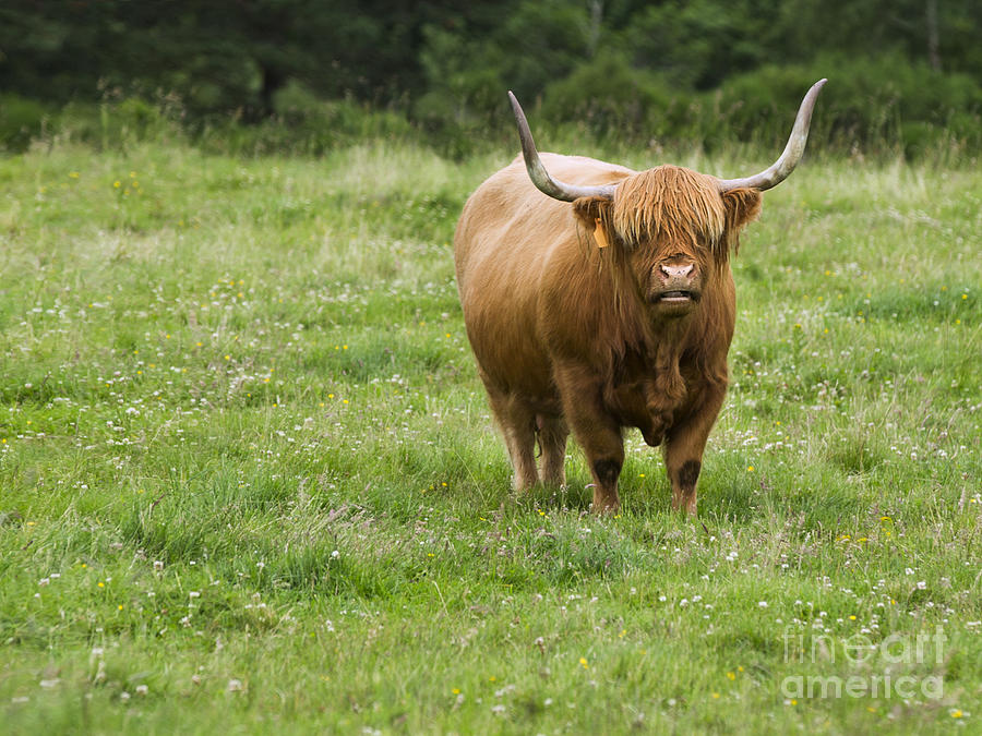 Highland Cattle Photograph by Diane Diederich