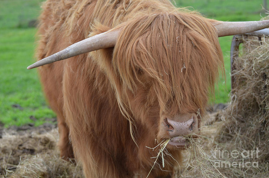 Highland Cattle Eating a Pile of Hay in Scotland Photograph by DejaVu