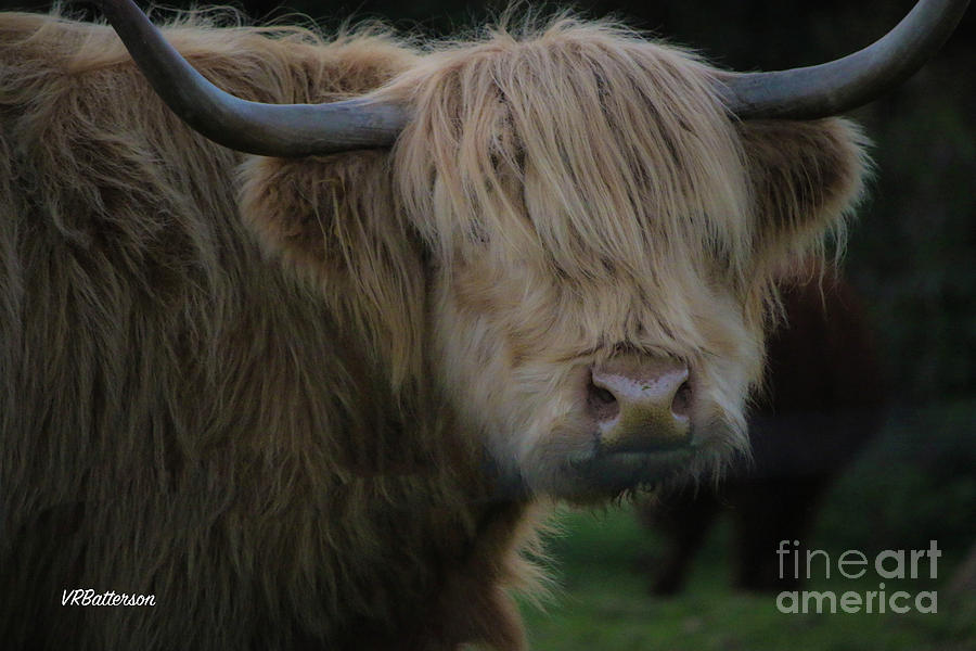 Highland Cattle Four Photograph by Veronica Batterson