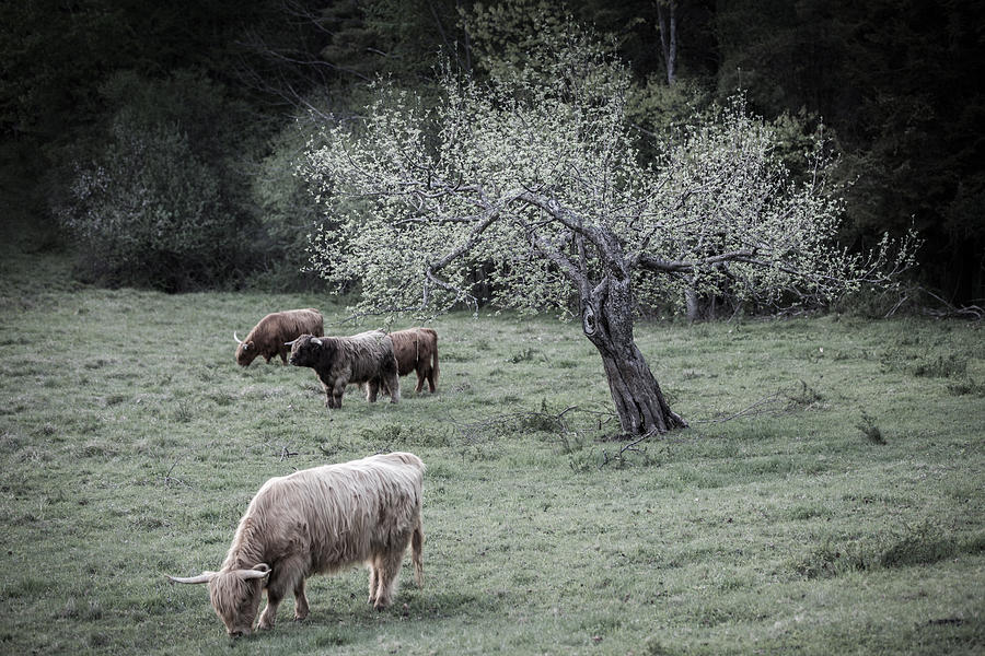 Cow Photograph - Highland Cattle Herd by Nathan Larson