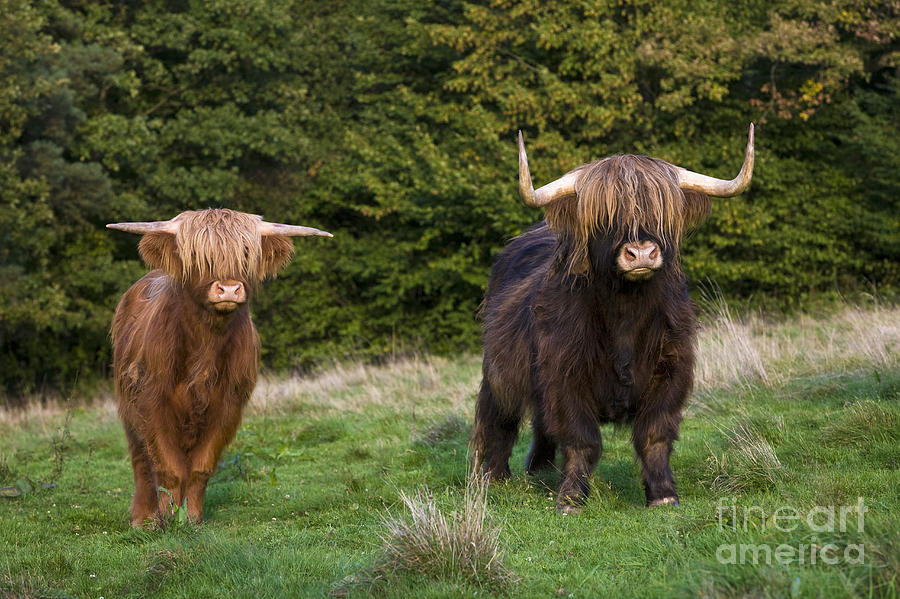 Highland Cattle Photograph by Jean-Louis Klein & Marie-Luce Hubert