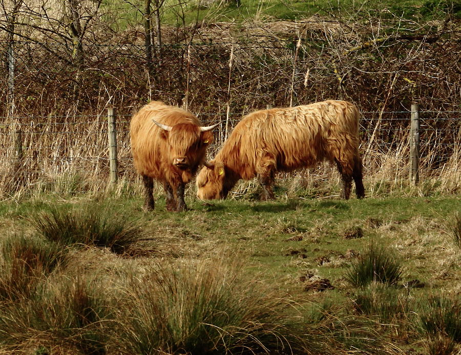 Highland Cattle Photograph by Jeff Townsend