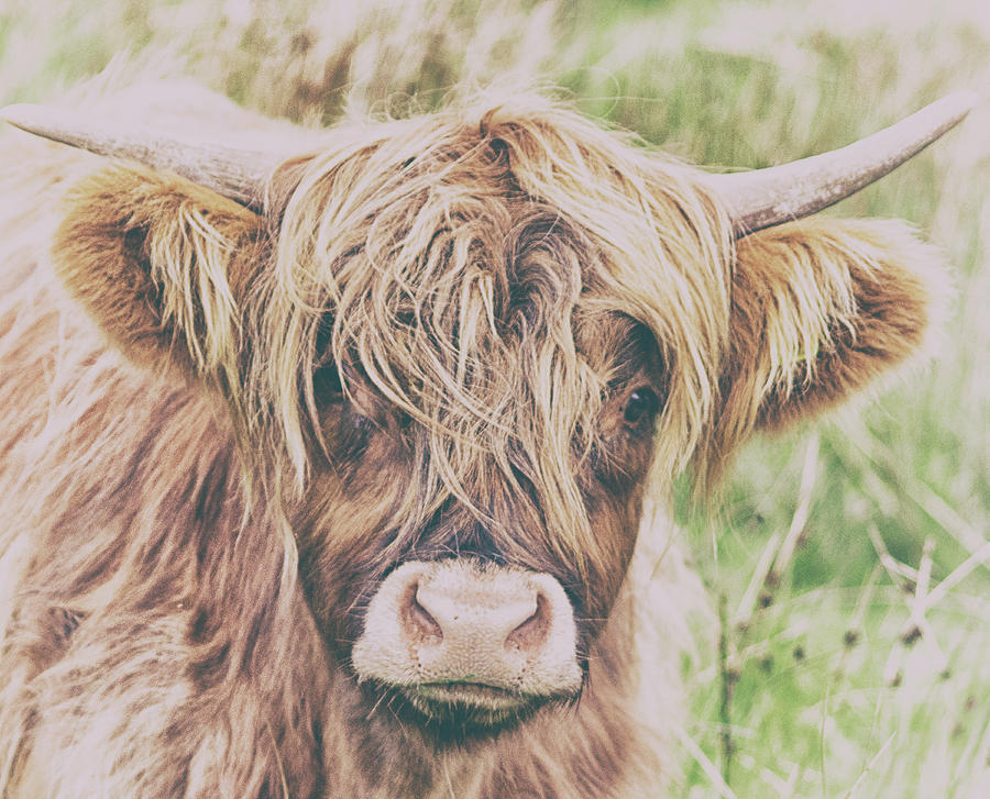 Nature Photograph - Highland Cattle by Martin Newman