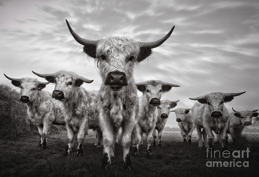 Highland Cattle Mixed Breed Mono Photograph