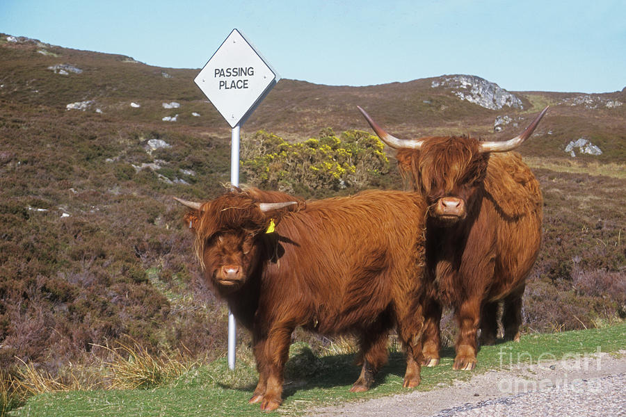 Highland Cattle - Passing Place Photograph by Phil Banks