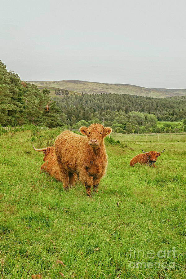 Highland cattle Photograph by Patricia Hofmeester