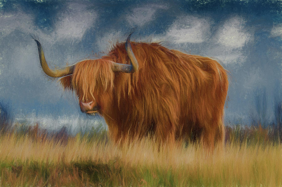 Highland Cattle Digital Art by Roy Pedersen