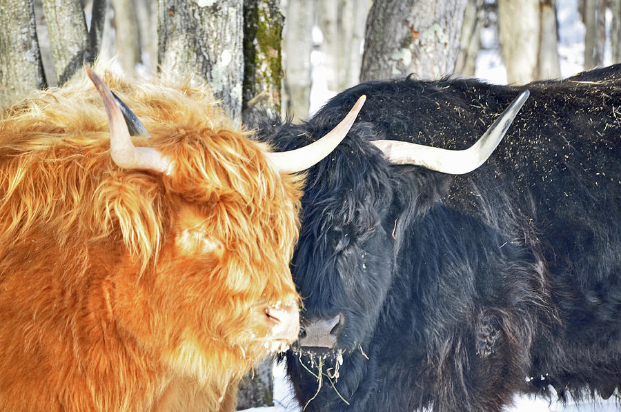 Winter Photograph - Highland Cattle by Russell Todd