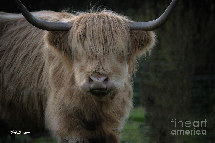 Highland Cattle Three Photograph by Veronica Batterson