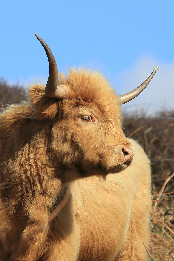 Highland Cattle Photograph by Tony Mills