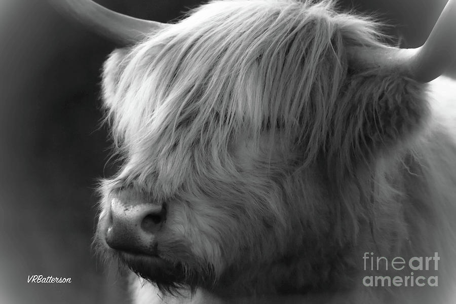 Highland Cattle Two Photograph by Veronica Batterson