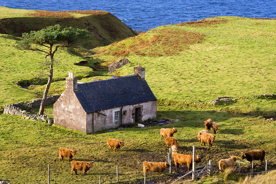 Highland Cottage with Highland Cattle Photograph by John McKinlay