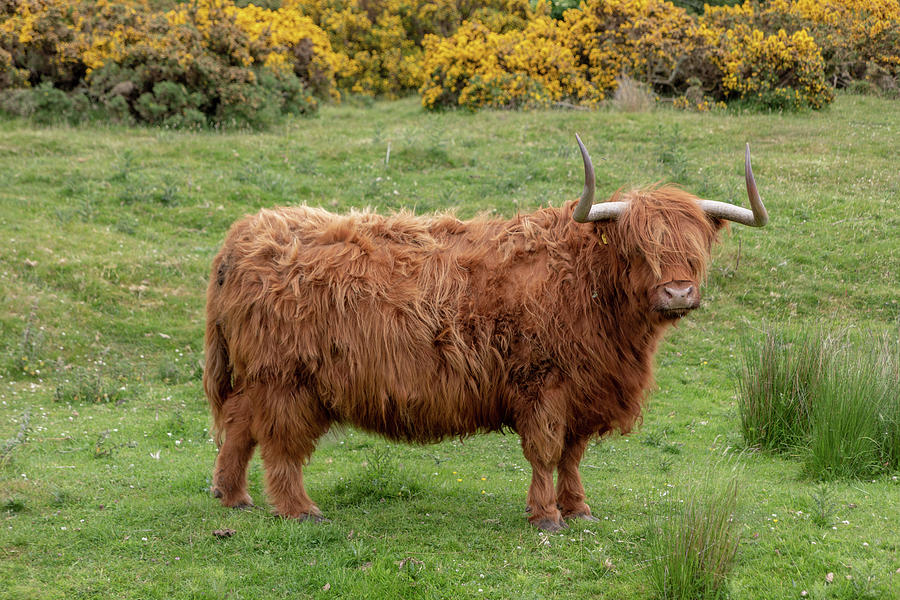 Highland Cow 1376 Photograph by Teresa Wilson
