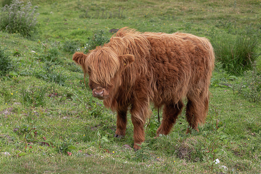 Highland Cow 1426 Photograph by Teresa Wilson