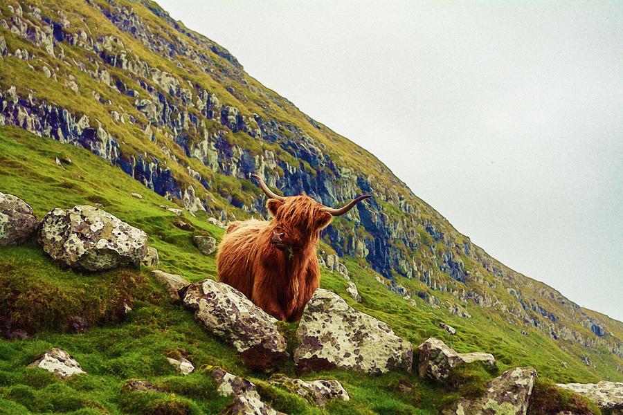 Nature Painting - Highland Cow 2 by Celestial Images
