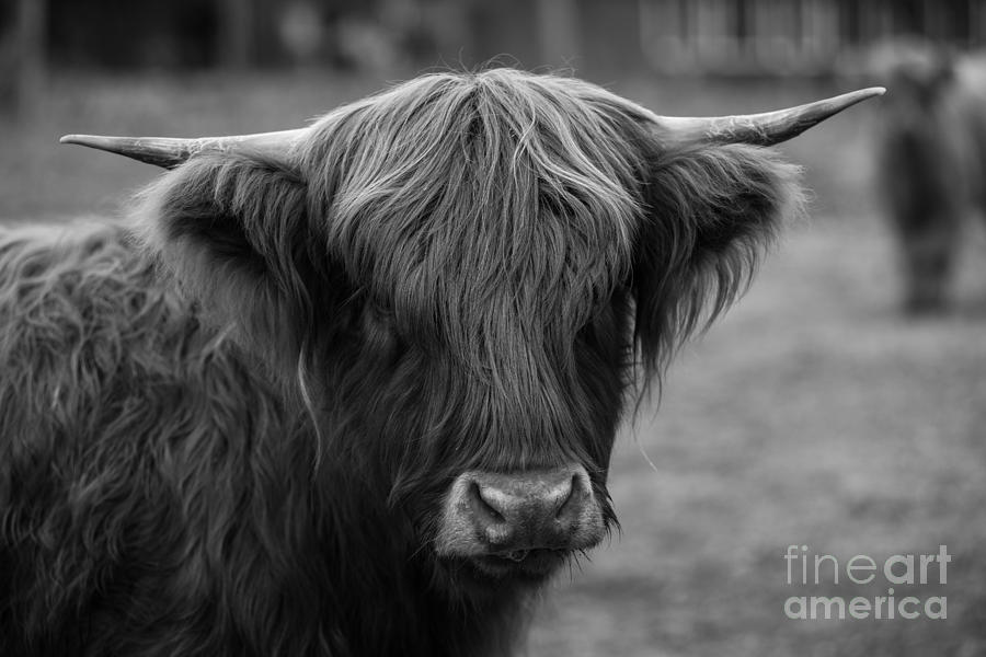 Highland Cow, 2015 - Farm Animal in Black and White Photograph by JG Coleman