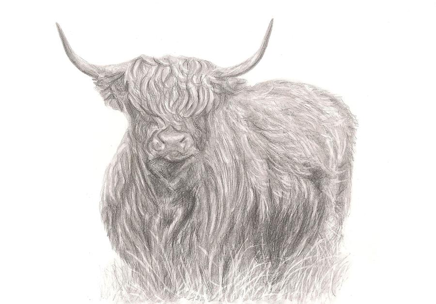 Highland Cow Afar Drawing by Rebecca Vose